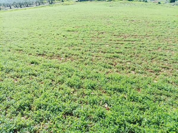 Terreno en carretera Entre Pizarra y Alora s/n