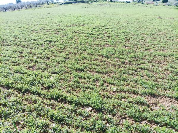 Terreno en carretera Entre Pizarra y Alora s/n