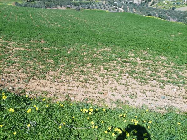 Terreno en carretera Entre Pizarra y Alora s/n