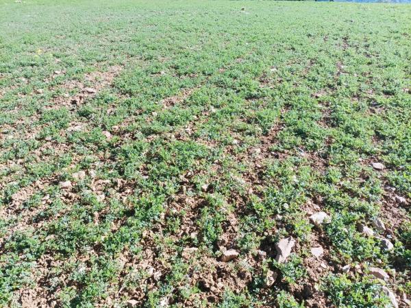 Terreno en carretera Entre Pizarra y Alora s/n