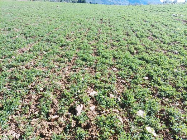 Terreno en carretera Entre Pizarra y Alora s/n