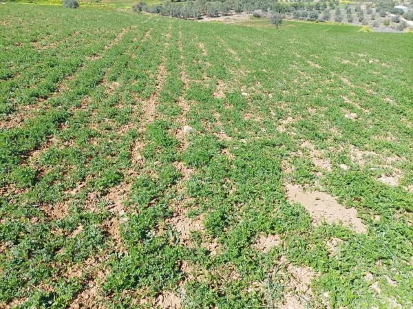 Terreno en carretera Entre Pizarra y Alora s/n