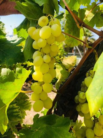 Terreno en calle Palmito