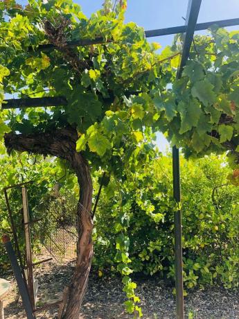 Terreno en calle Palmito