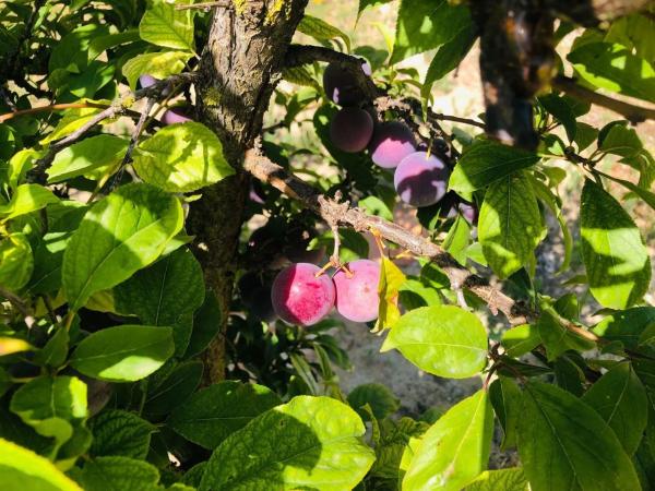 Terreno en calle Palmito