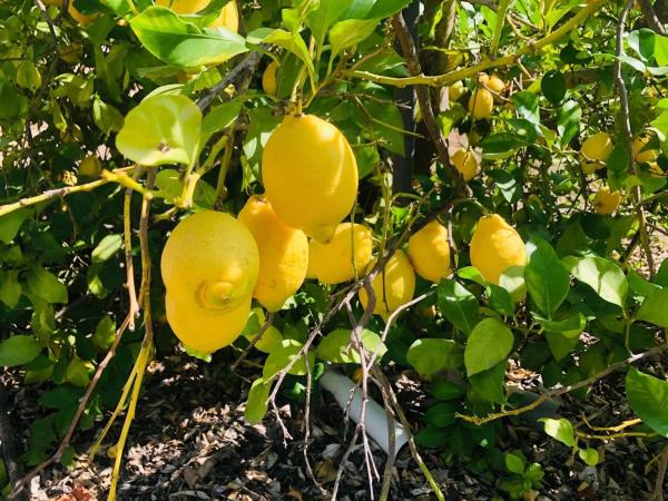 Terreno en calle Palmito