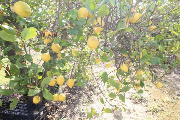 Terreno en calle Palmito