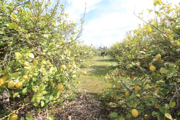 Terreno en calle Palmito