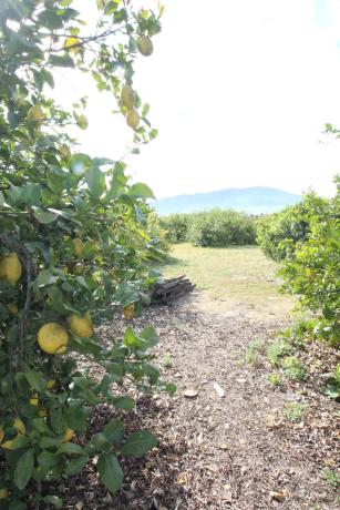 Terreno en calle Palmito