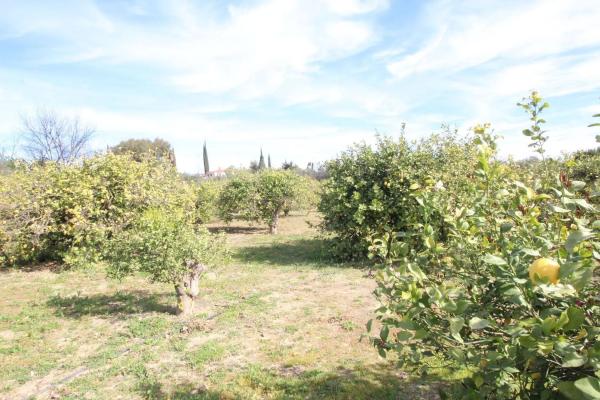 Terreno en calle Palmito