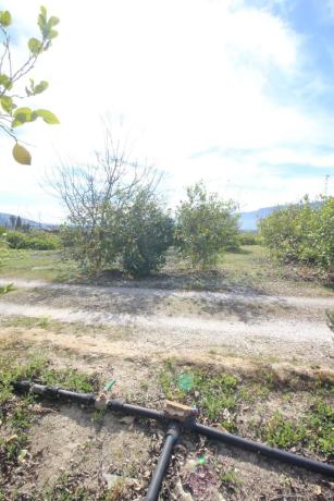 Terreno en calle Palmito