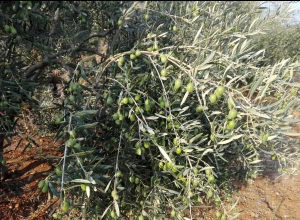 Terreno en carretera A-366 s/n