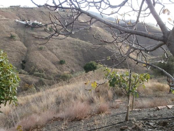 Terreno en Canillas de Aceituno