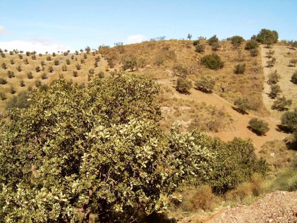 Terreno en Rustico s/n sn