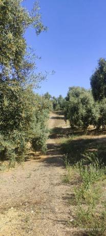 Terreno en la ratona s/n