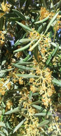 Terreno en la ratona s/n