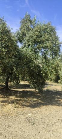 Terreno en la ratona s/n