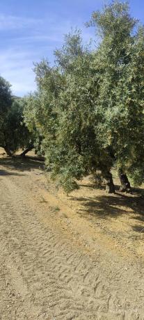 Terreno en la ratona s/n