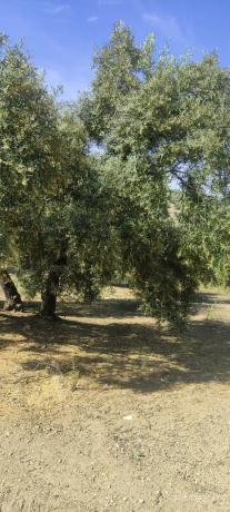 Terreno en la ratona s/n