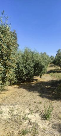 Terreno en la ratona s/n