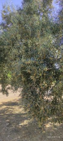 Terreno en la ratona s/n