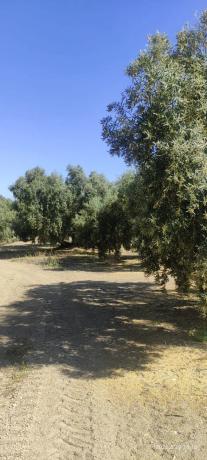 Terreno en la ratona s/n