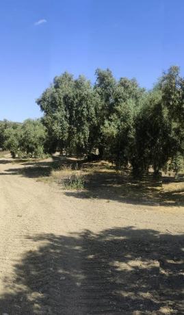 Terreno en la ratona s/n