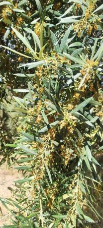 Terreno en la ratona s/n