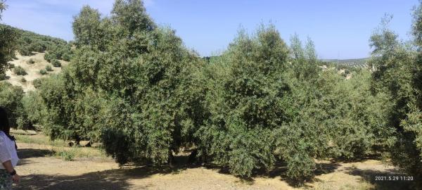 Terreno en la ratona s/n