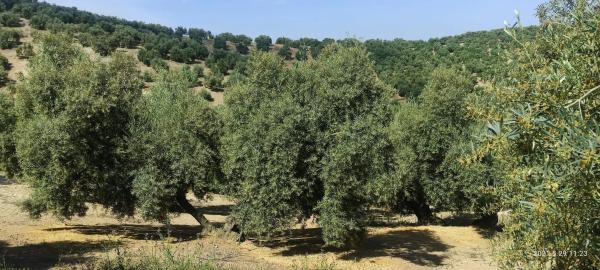 Terreno en la ratona s/n