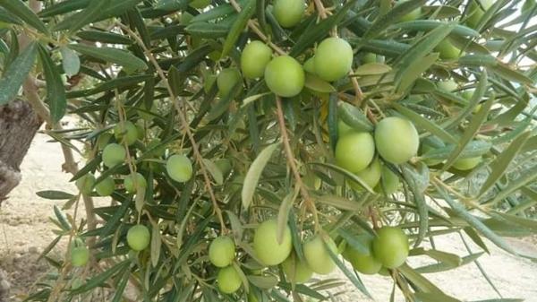 Terreno en camino callejon s/n