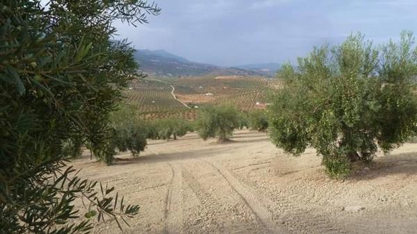 Terreno en camino callejon s/n