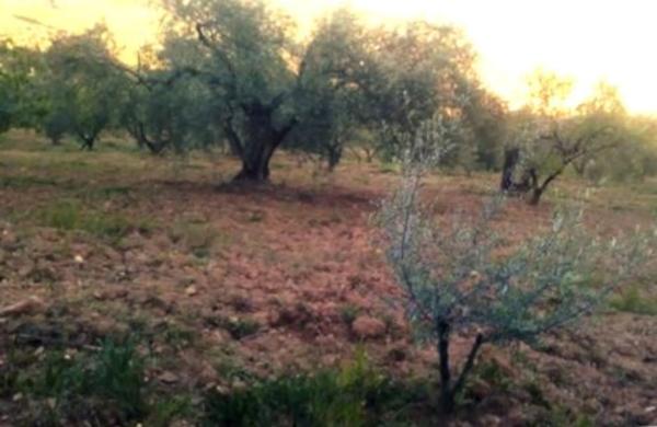 Terreno en camino al Cortijo de Los Frailes s/n Caminocortijolosfrailes