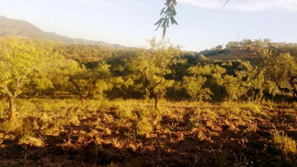 Terreno en camino al Cortijo de Los Frailes s/n Caminocortijolosfrailes