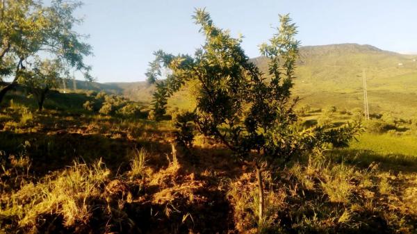 Terreno en camino al Cortijo de Los Frailes s/n Caminocortijolosfrailes