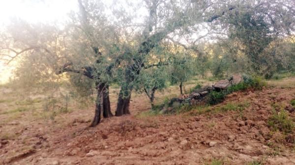 Terreno en camino al Cortijo de Los Frailes s/n Caminocortijolosfrailes