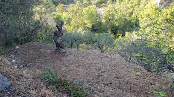 Terreno en camino Istán de a Tolox, km 4