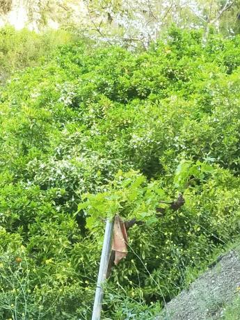 Terreno en carril del Pino, 1