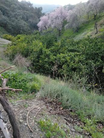 Terreno en carril del Pino, 1