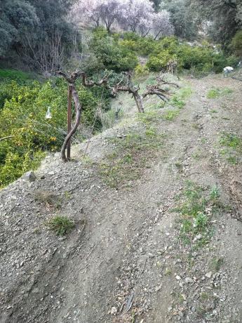 Terreno en carril del Pino, 1