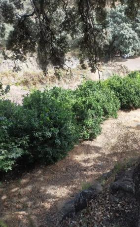 Terreno en carril del Pino, 1