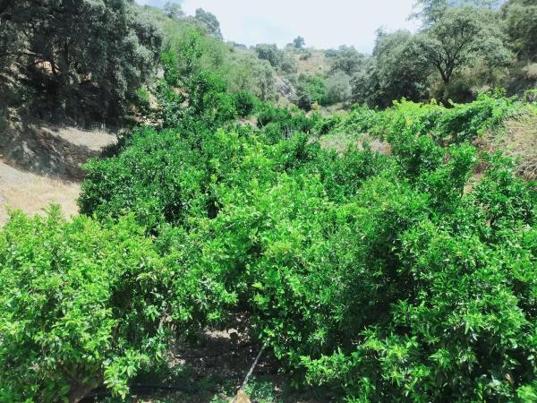 Terreno en carril del Pino, 1