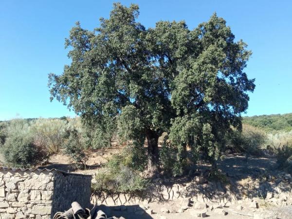 Terreno en Quejigal s/n