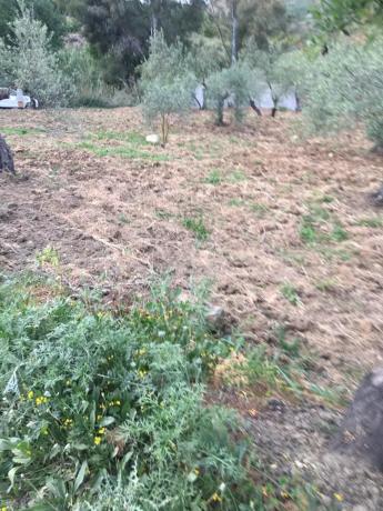 Terreno en Arroyoy de Casarabonela s/n