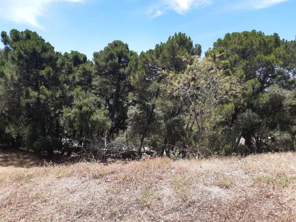 Terreno en camino de Genalguacil a Estepona, km 1