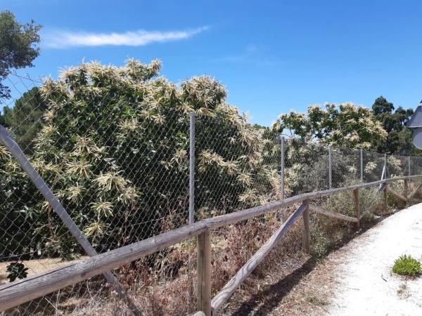 Terreno en camino de Genalguacil a Estepona, km 1