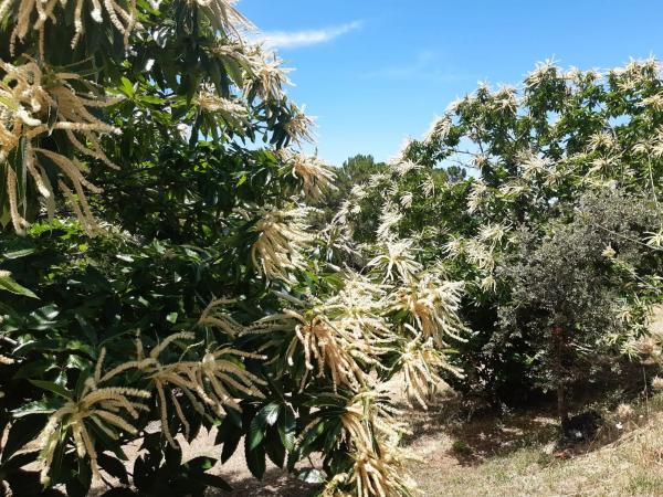 Terreno en camino de Genalguacil a Estepona, km 1