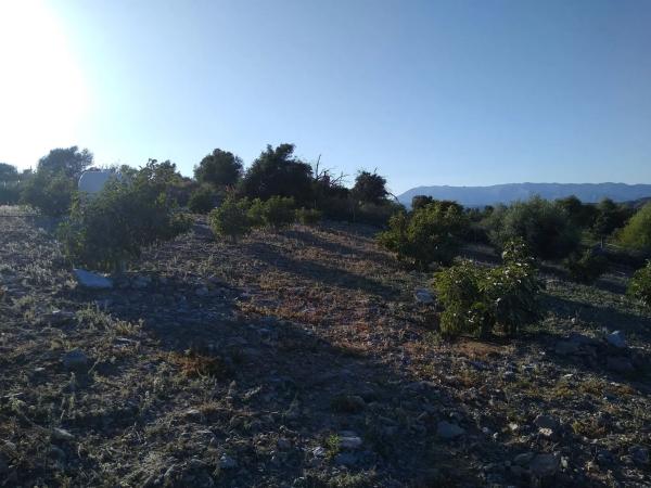 Terreno en carretera Marbella, km 1