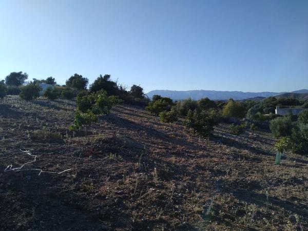Terreno en carretera Marbella, km 1