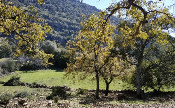 Terreno en El Robledal "Huerta el Sauzal" s/n Sn